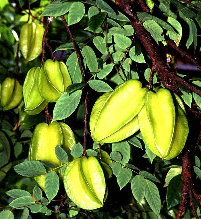 carambola